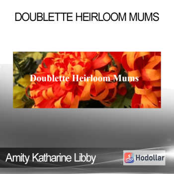 Amity Katharine Libby - Doublette Heirloom Mums